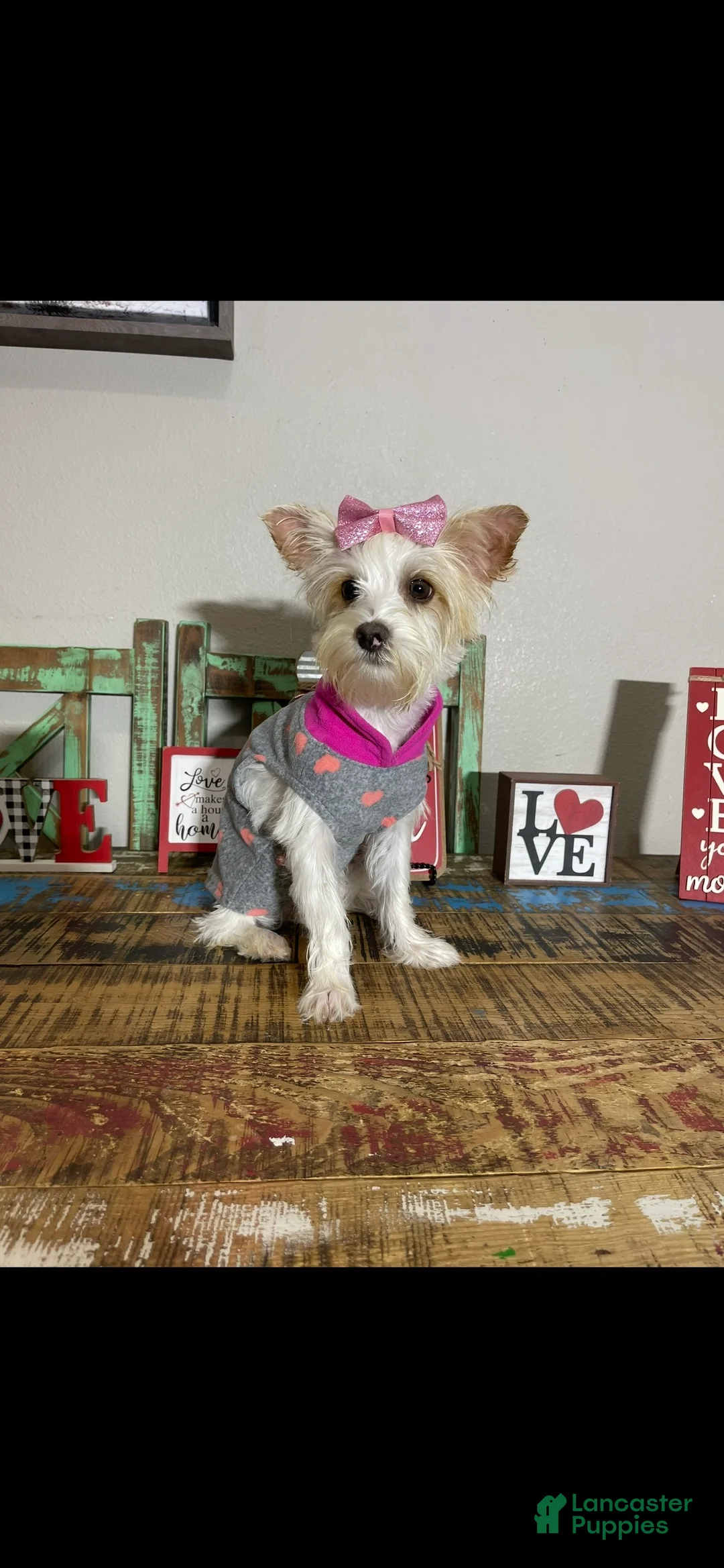 Yorkshire Terrier dogs for sale: Tilly - Ad 3