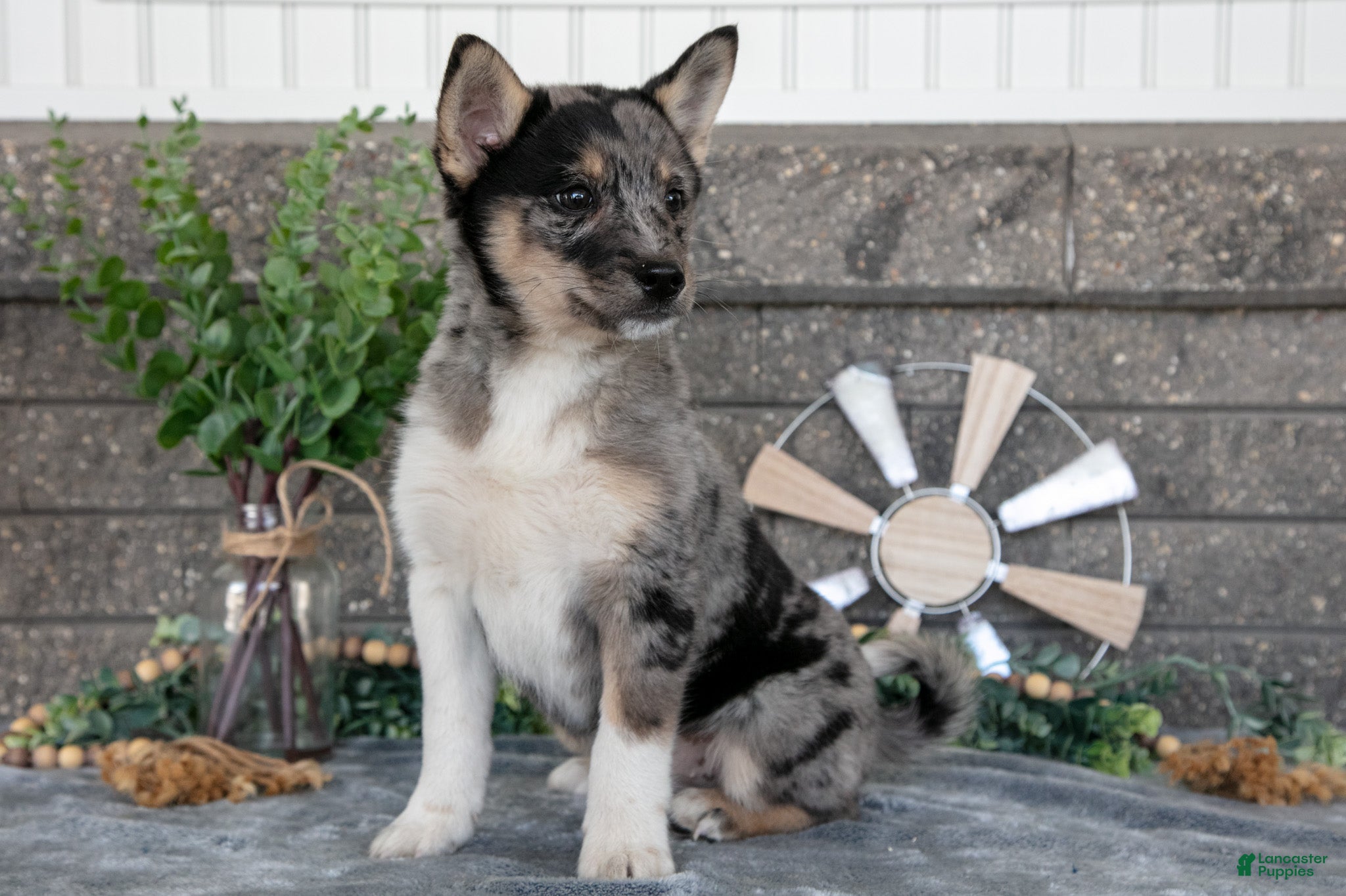 Pomsky dogs Ozzy - Ad 1