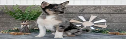 Pomsky dogs for sale: Ozzy - Ad 1