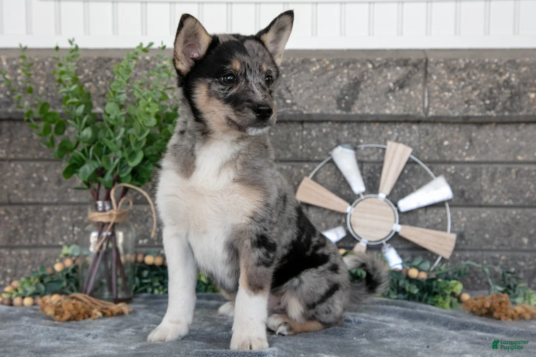 Pomsky dogs for sale: Ozzy - Ad 1