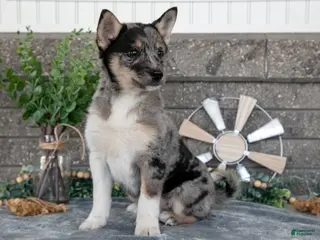 Pomsky dogs for sale: Ozzy - Ad 1