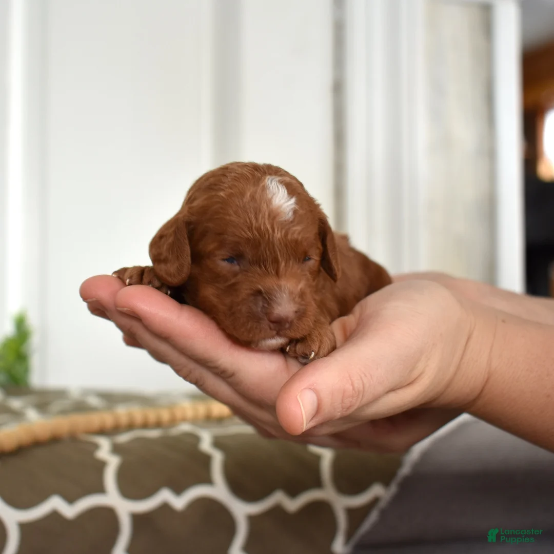 Toy Poodle dogs for sale: Colby - Ad 7