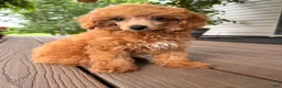 Toy Poodle dogs for sale: Mika - Ad 4