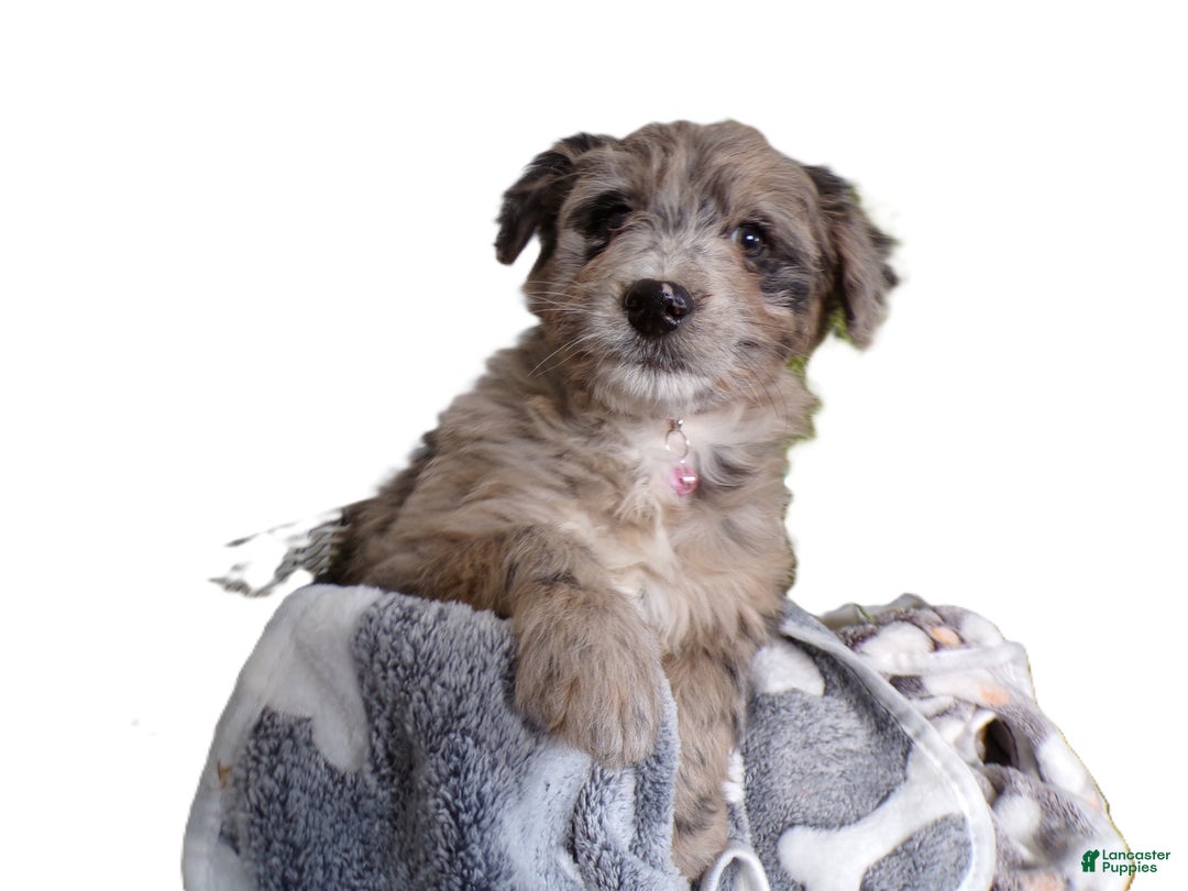 Mini Aussiedoodle dogs for sale: Mini Aussie-doodle Puppy 4 Starlight - Ad 2