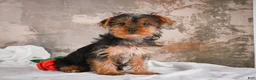 Yorkshire Terrier dogs for sale: Rose - Ad 6