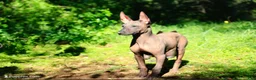 Xoloitzcuintle dogs for sale: Xoloitzcuintle Puppy 1 - Ad 3