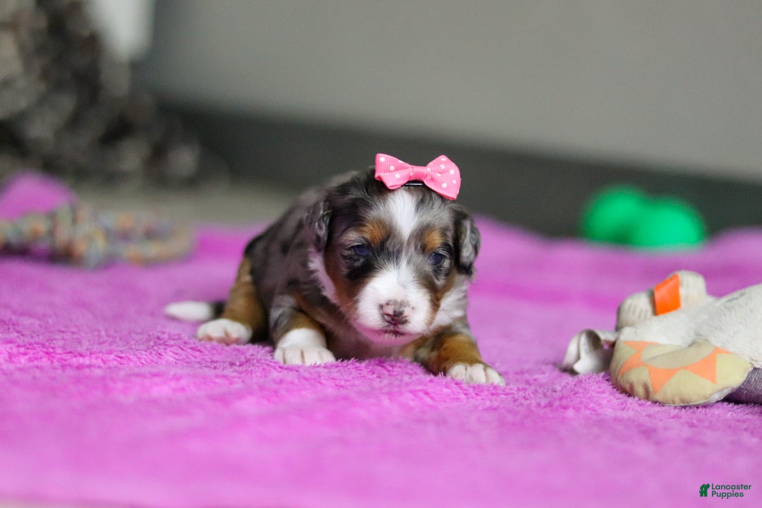 Mini Bernedoodle dogs for sale: Dahlia — Female — $2499 - Ad 4