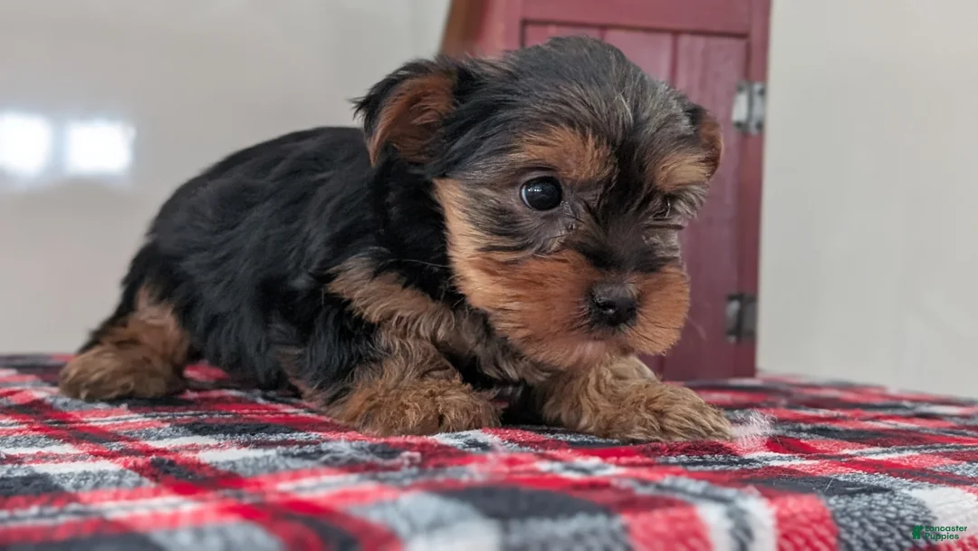 Yorkshire Terrier dogs for sale: Dakota - Ad 7