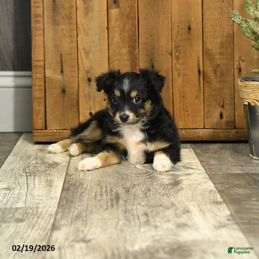 Miniature Australian Shepherd dogs Rusty - Ad 2