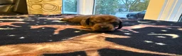 Dachshund dogs for sale: Bella - Ad 1
