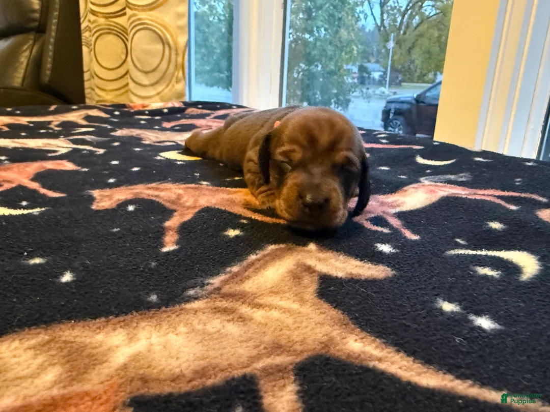 Dachshund dogs for sale: Bella - Ad 1