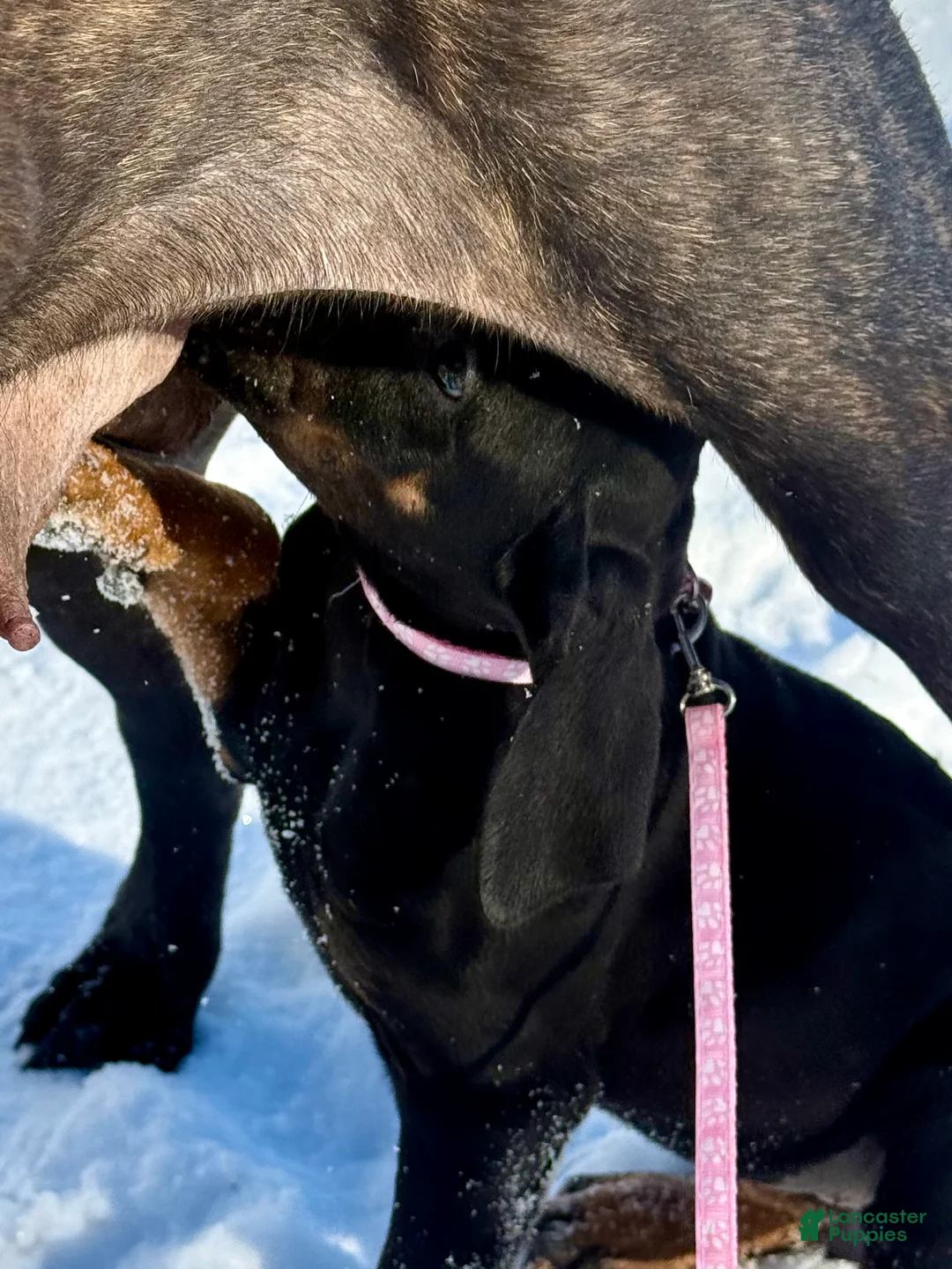 Mixed Breed dogs for sale: Pink - Ad 10