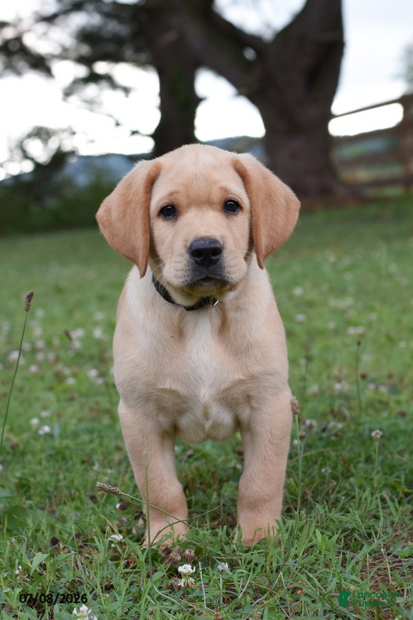 Labrador Retriever dogs Marty - Ad 1