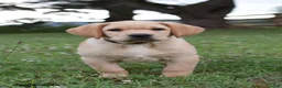 Labrador Retriever dogs for sale: Marty - Ad 1