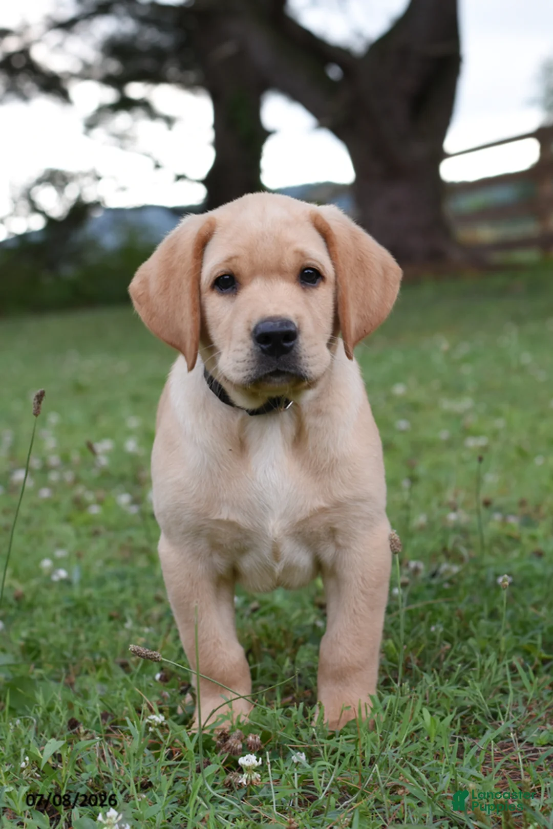 Labrador Retriever dogs for sale: Marty - Ad 1