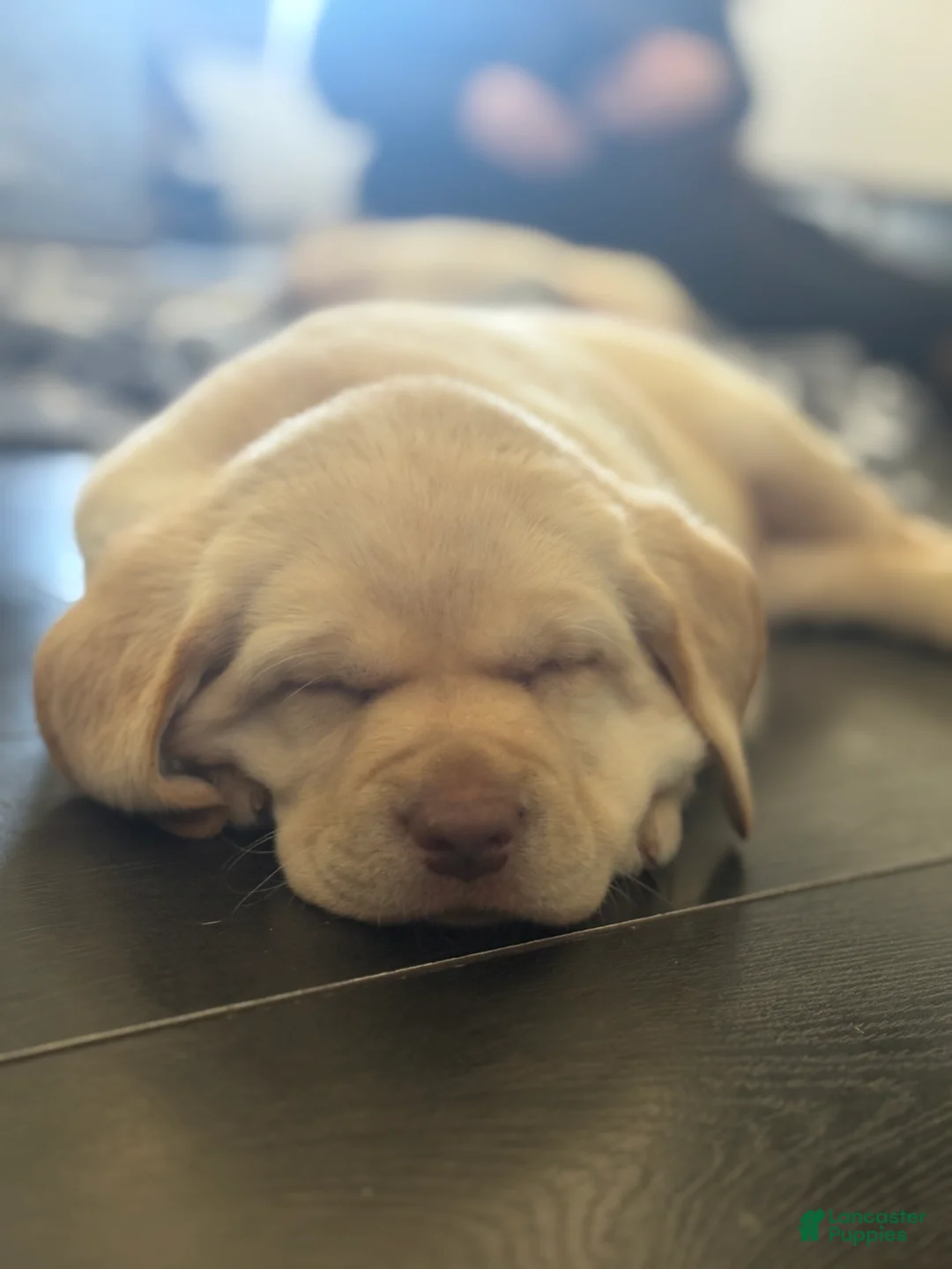 Labrador Retriever dogs for sale: Snow - Ad 2