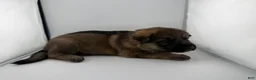German Shepherd dogs for sale: Daisy - Ad 34