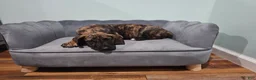 Great Dane dogs for sale: Brindle Princess - Ad 8
