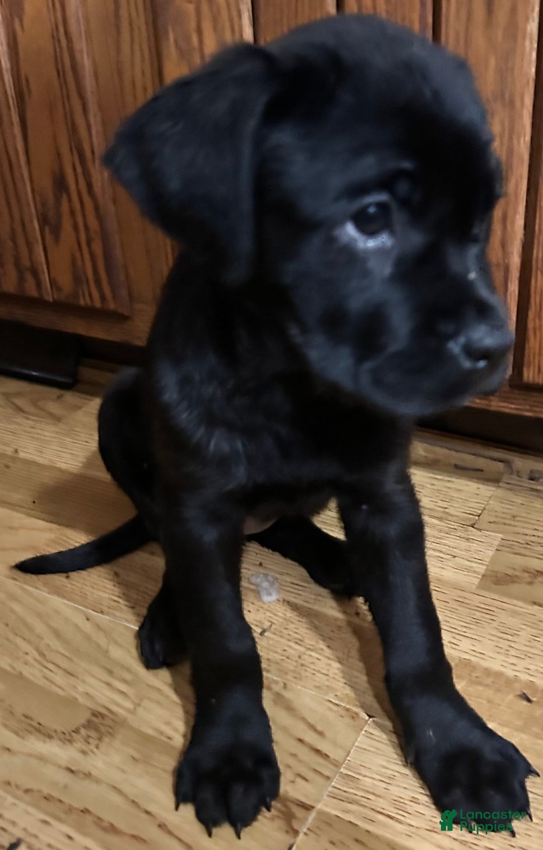 Mixed Breed dogs for sale: Cane Corso-Rottweiler - Ad 4