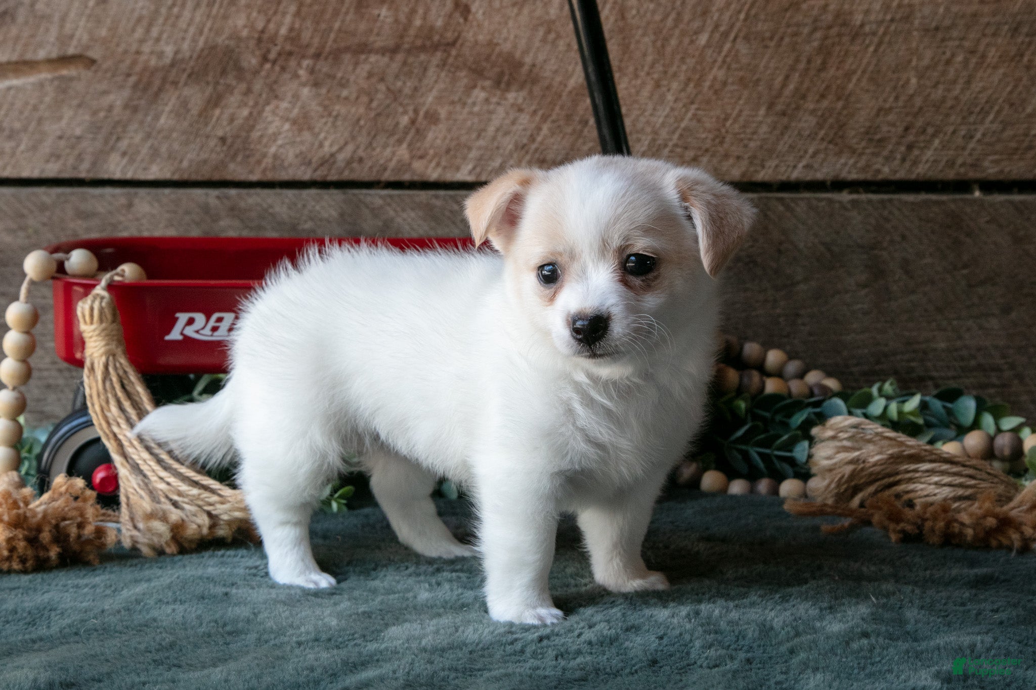 Chihuahua dogs Paula - Ad 1
