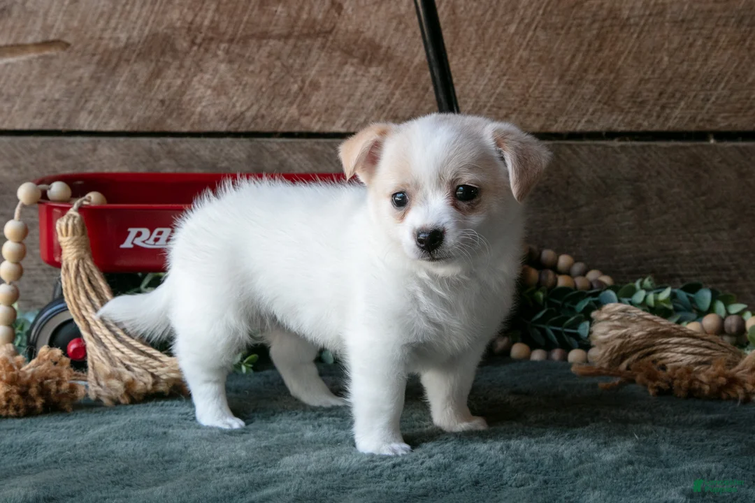 Chihuahua dogs for sale: Paula - Ad 1