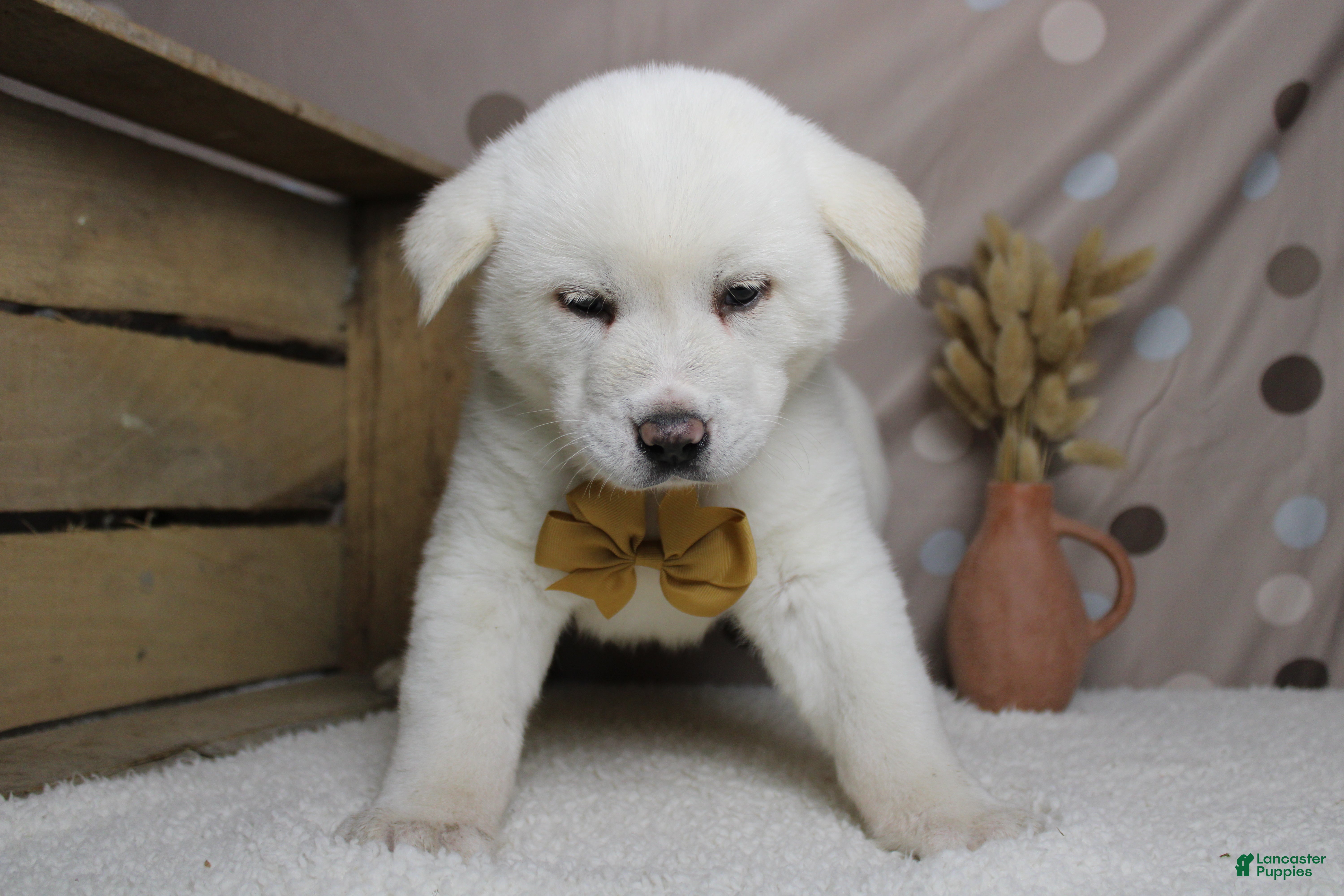 Akita dogs Jack  - Ad 2