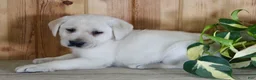 Labrador Retriever dogs for sale: Zeus  - Ad 3