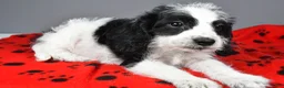 Mixed Breed dogs for sale: Charles - Ad 4
