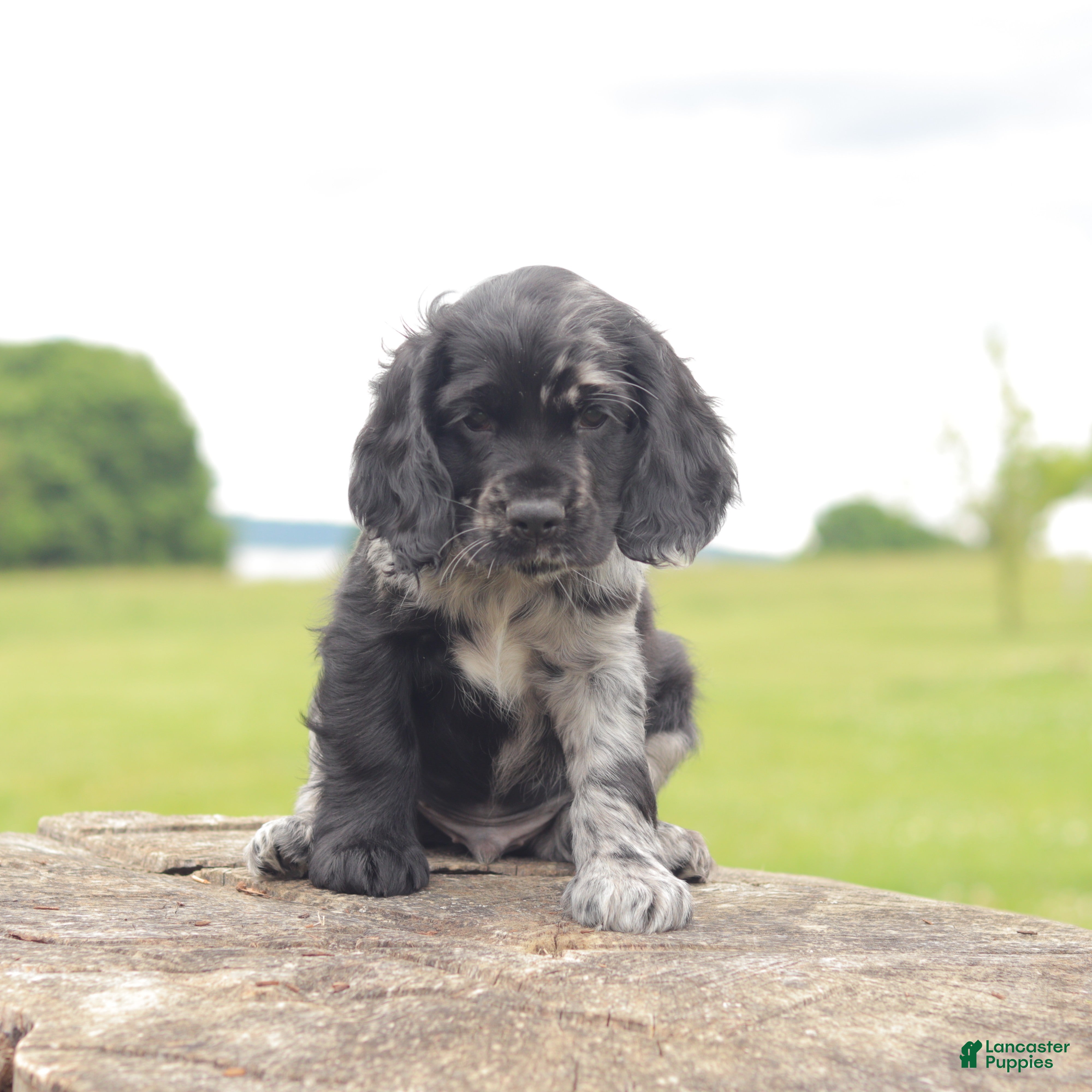 Cocker Spaniel dogs Thunder - Ad 1