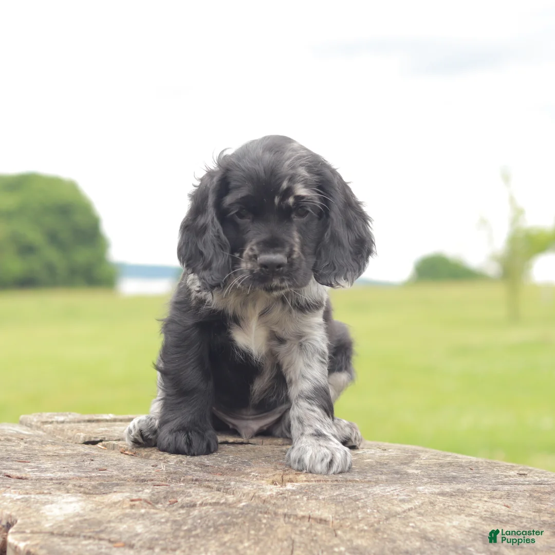 Cocker Spaniel dogs for sale: Thunder - Ad 1