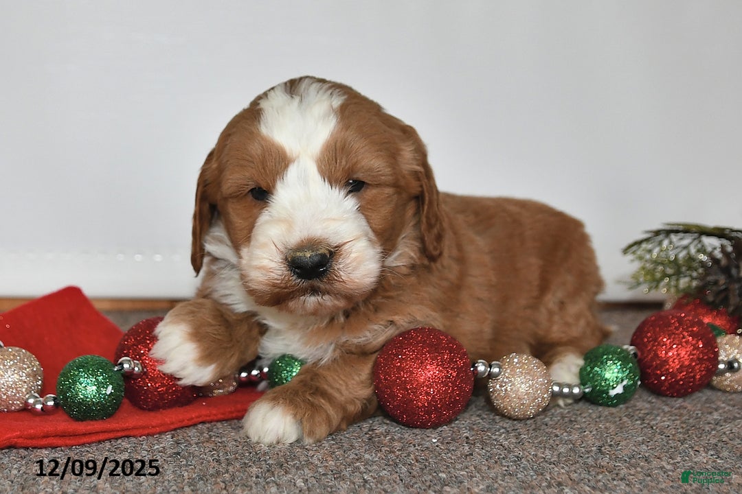 Mini Goldendoodle dogs for sale: Joe - Ad 2