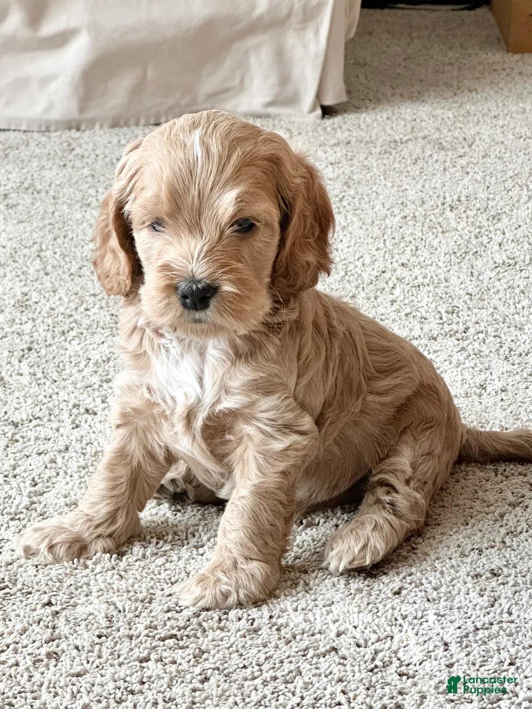 Cockapoo dogs for sale: Bonnie - Ad 2