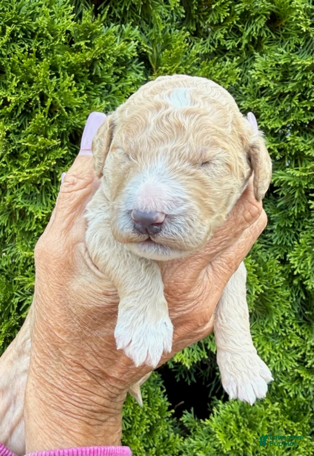 Goldendoodle dogs for sale: Dark Blue - Ad 1