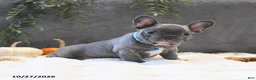 French Bulldog dogs for sale: Cruise  - Ad 3