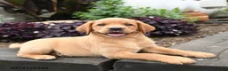 Labrador Retriever dogs for sale: Robin - Ad 4