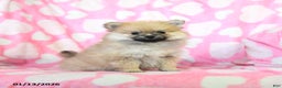 Pomeranian dogs for sale: Rover - Ad 2