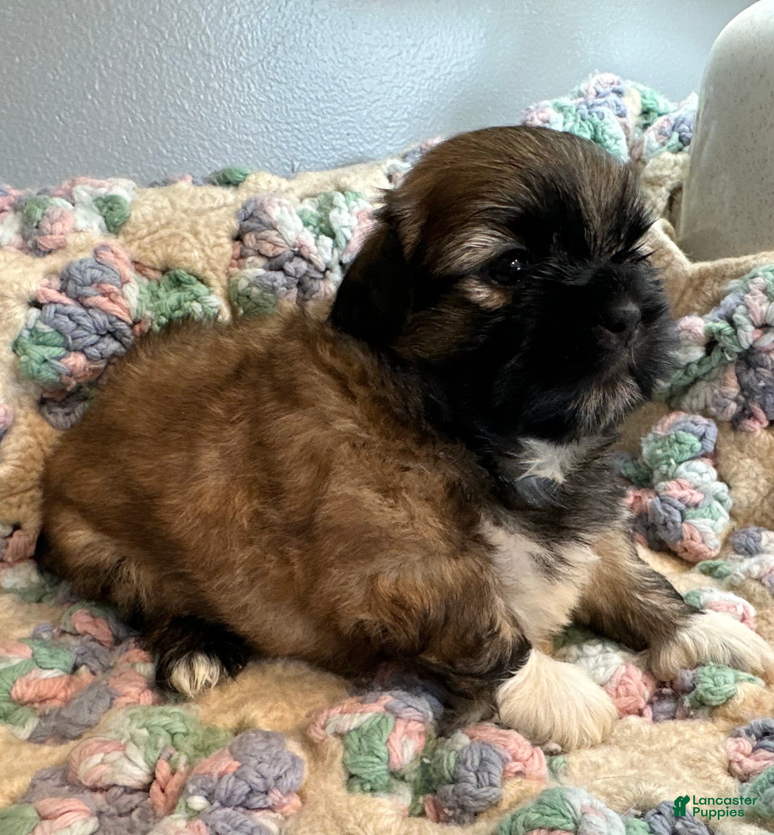 Shih Tzu dogs for sale: Shih Tzu 2 - Ad 2