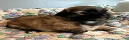 Shih Tzu dogs for sale: Shih Tzu 2 - Ad 1