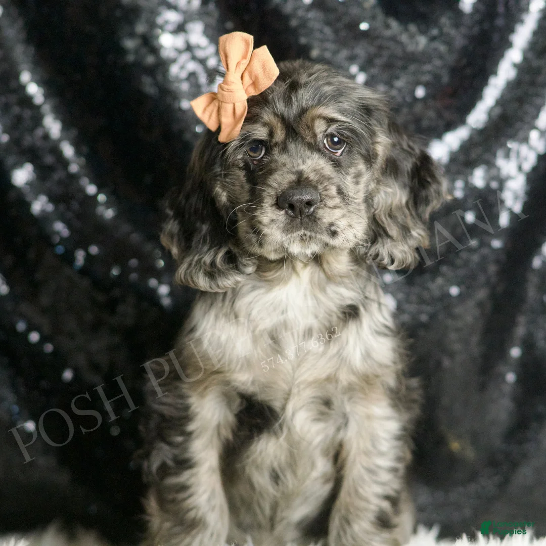 Cocker Spaniel dogs for sale: Fiona - Ad 1