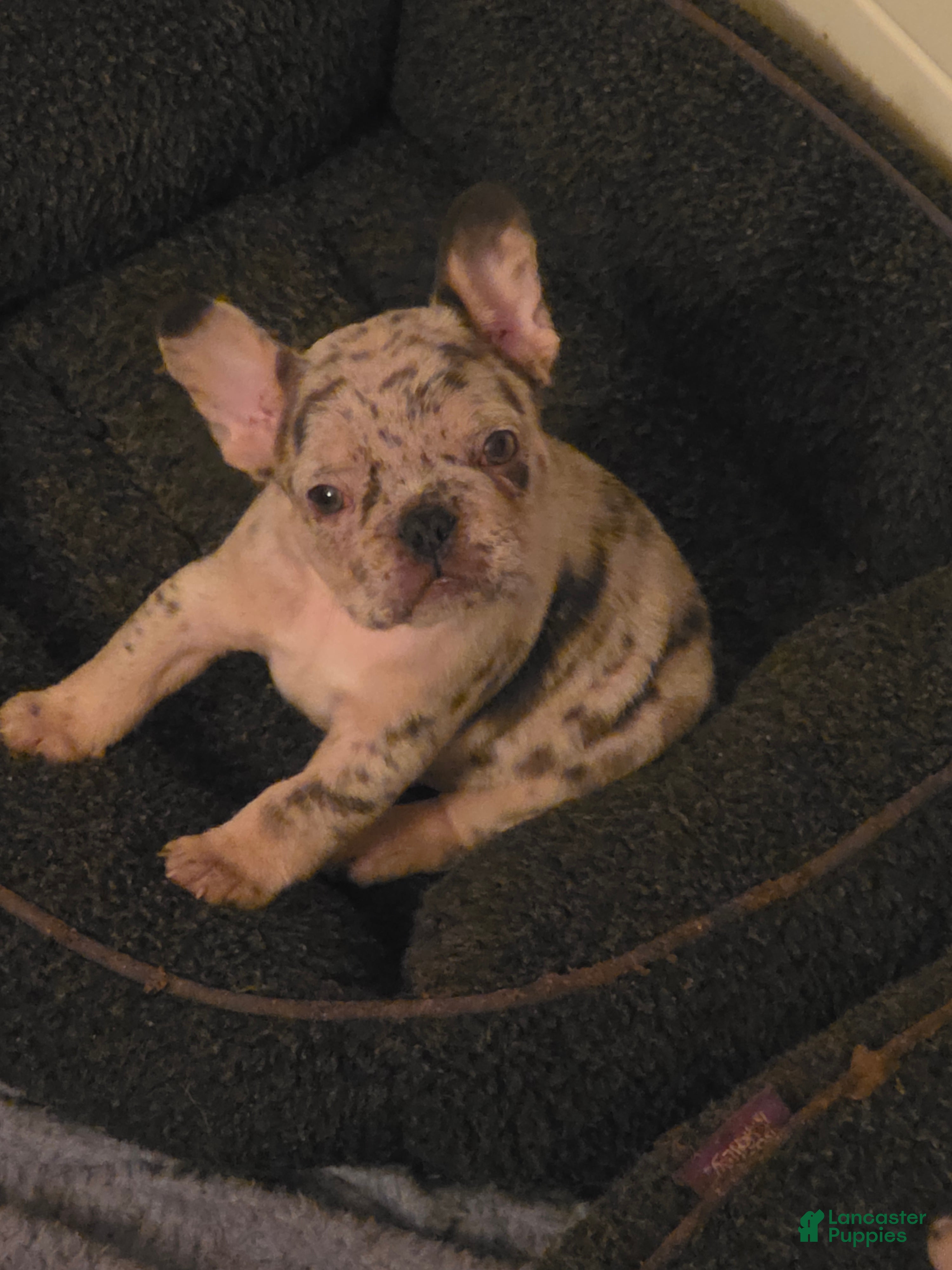 French Bulldog dogs French Bulldog 3 - Ad 12