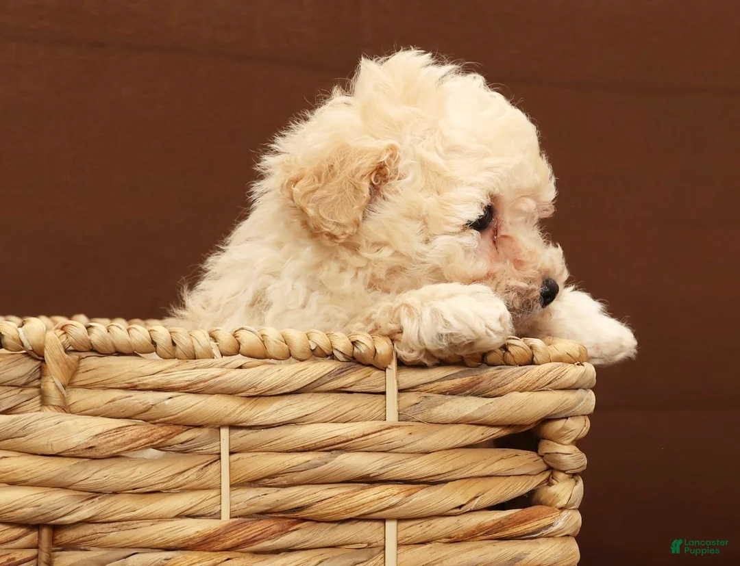 Bichpoo dogs for sale: Baxter - Ad 8