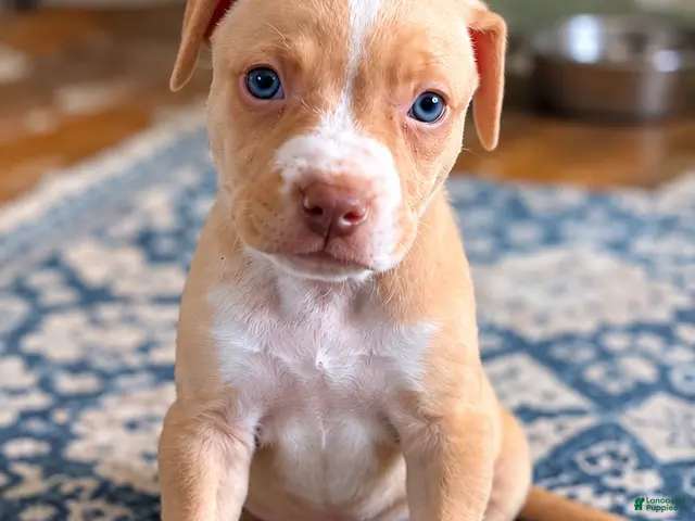 Mixed Breed dogs for sale: Meet Blaze! 🐾💙 - Ad 4