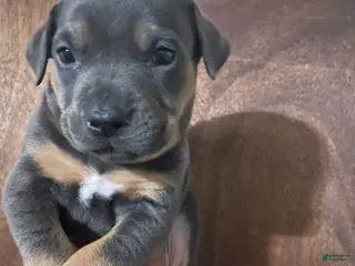 American Bully dogs American Bully Puppy 4 - Ad 42