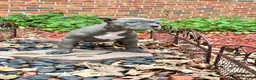 American Bully dogs for sale: American Bully 3 - Ad 3