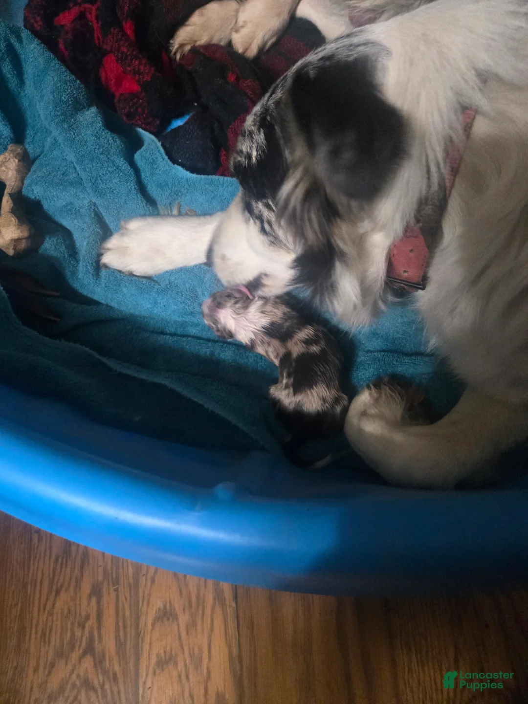Australian Shepherd dogs for sale: Clifford - Australian Shepherd Puppy 1 - Ad 7