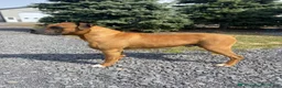 Boxer dogs for sale: Daisy - Ad 8