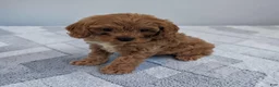 Cavapoo dogs for sale: Arnold - Ad 2