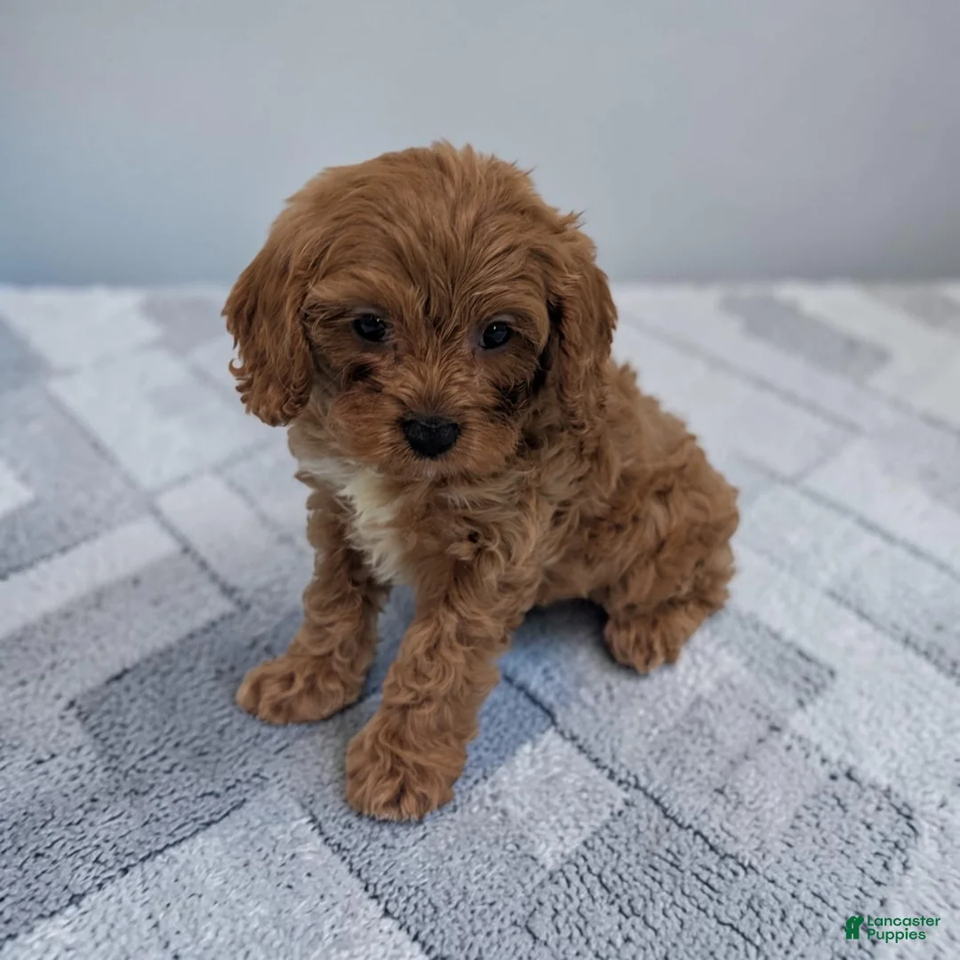 Cavapoo dogs for sale: Arnold - Ad 2