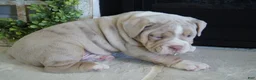 Olde English Bulldogge dogs for sale: Bruno - Ad 4
