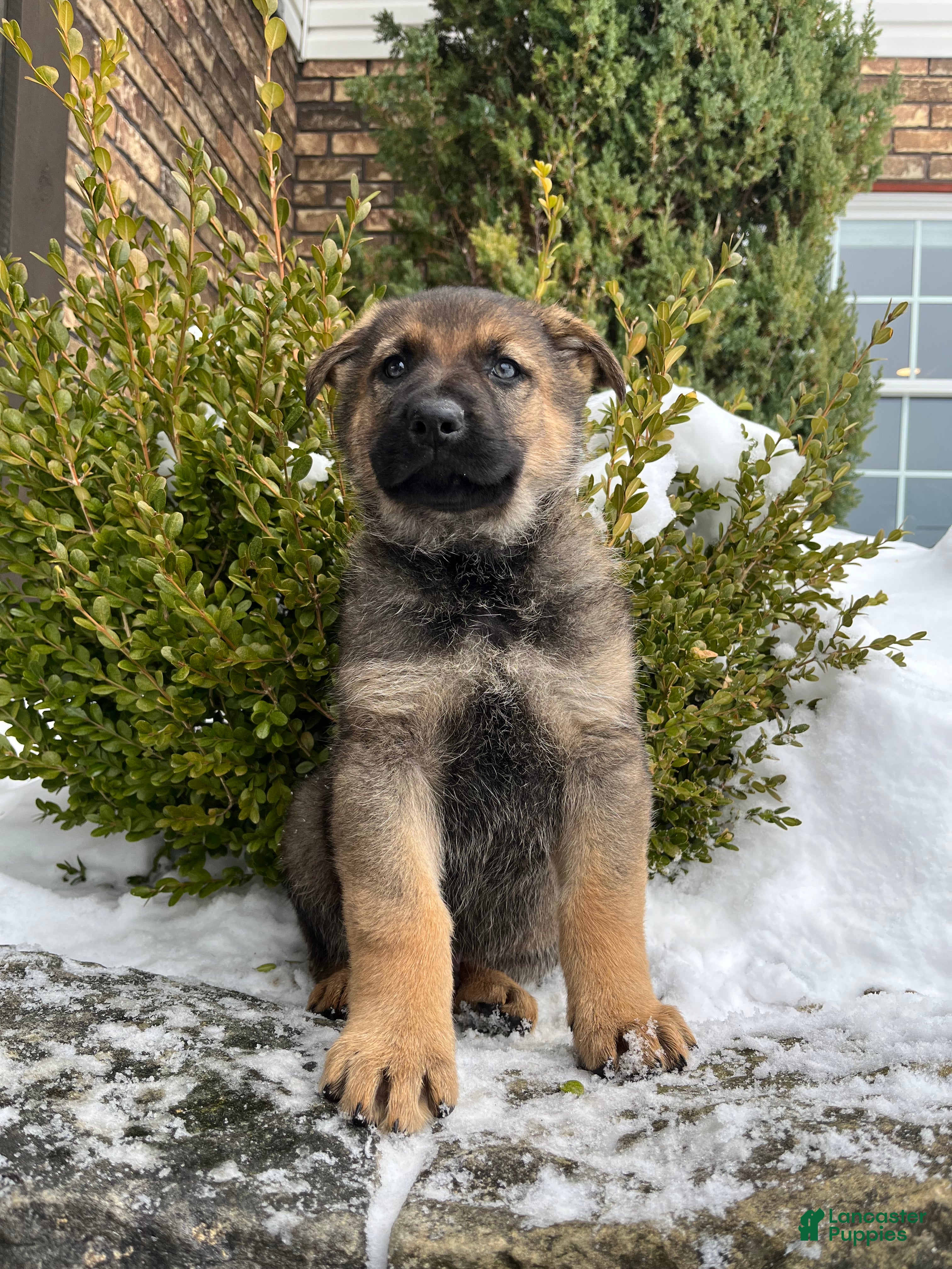 German Shepherd dogs Marlow - Ad 2